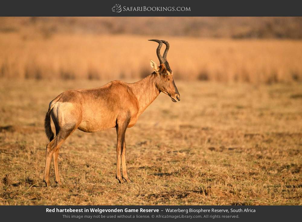 Red hartebeest in Welgevonden Game Reserve in Waterberg Biosphere Reserve, South Africa