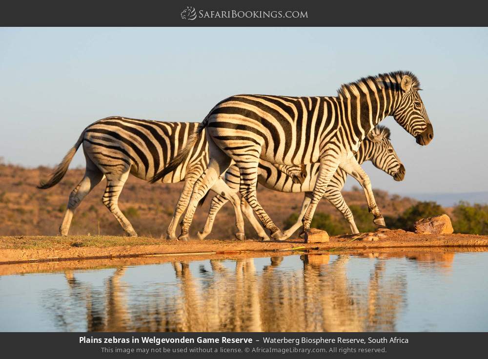 Plains zebras in Welgevonden Game Reserve in Waterberg Biosphere Reserve, South Africa