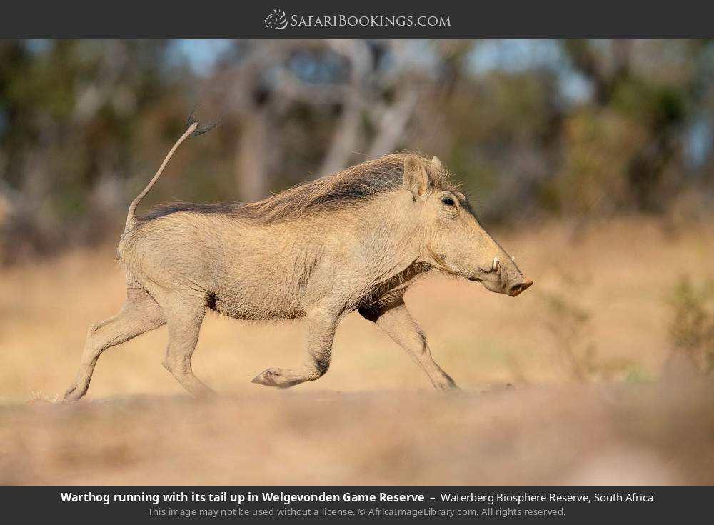 Warthog running with its tail up in Welgevonden Game Reserve in Waterberg Biosphere Reserve, South Africa