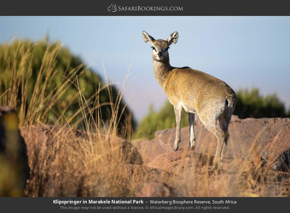 Klipspringer in Marakele National Park in Waterberg Biosphere Reserve, South Africa