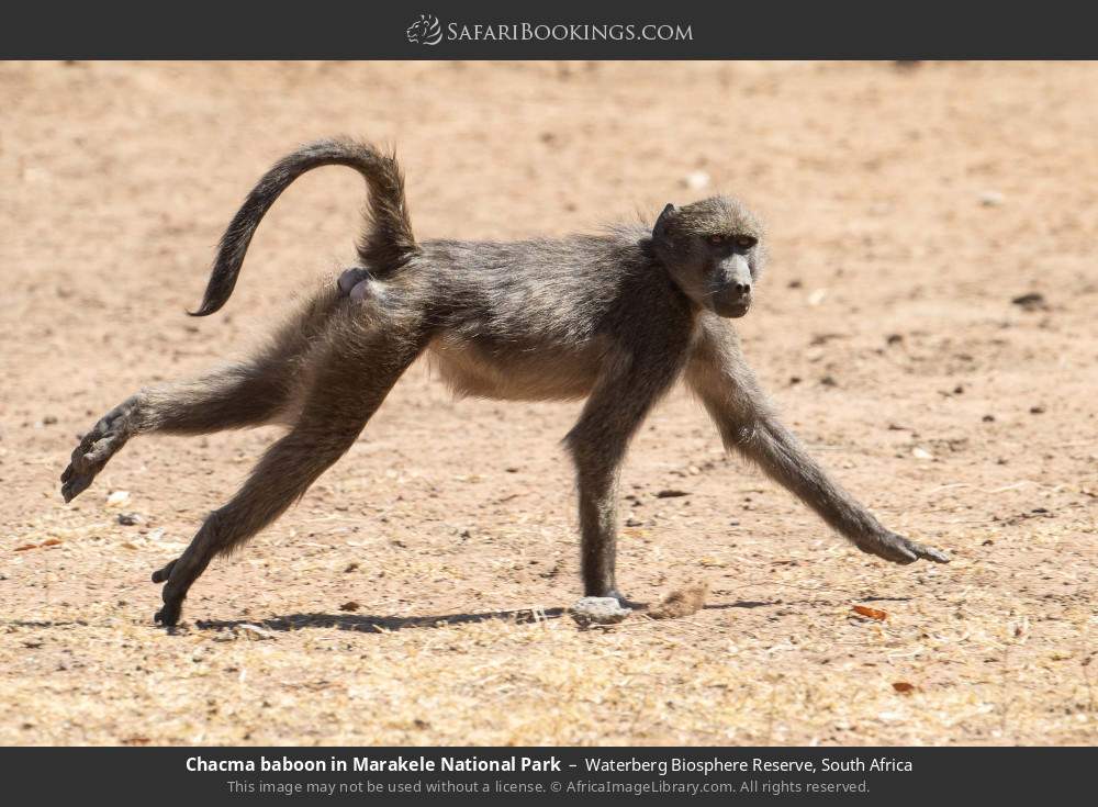 Chacma baboon in Marakele National Park in Waterberg Biosphere Reserve, South Africa