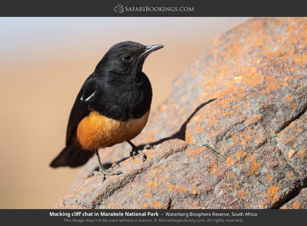 Mocking cliff chat in Marakele National Park in Waterberg Biosphere Reserve, South Africa