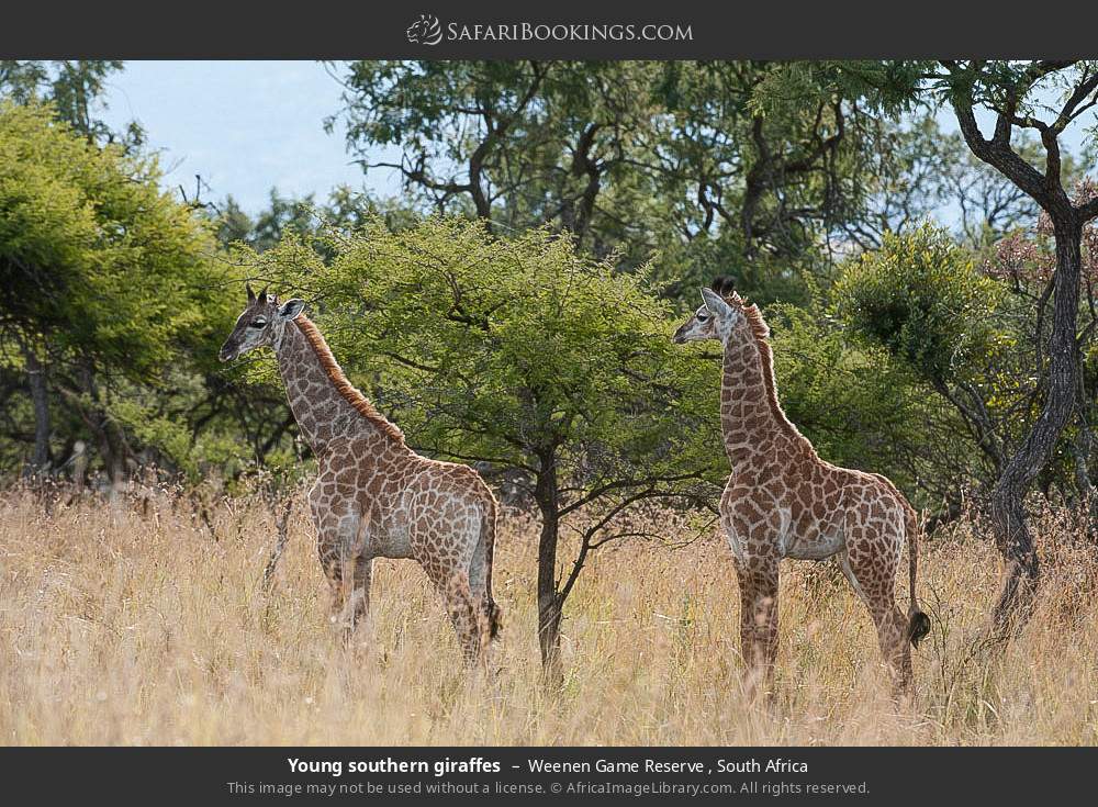 Young southern giraffes in Weenen Game Reserve , South Africa