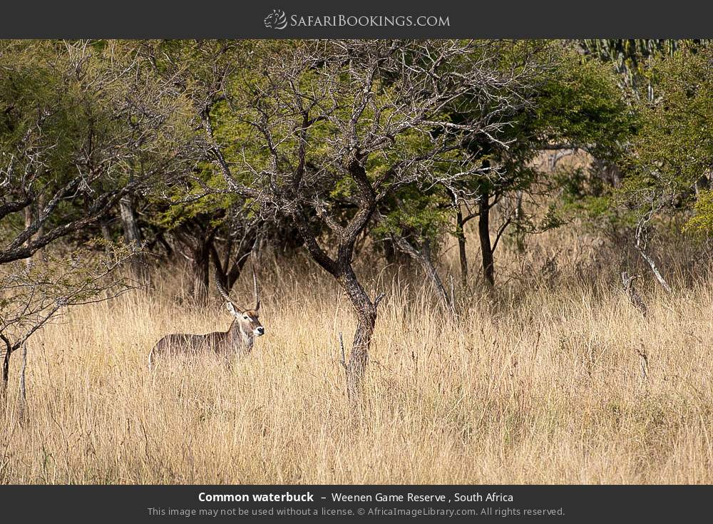 Common waterbuck in Weenen Game Reserve , South Africa