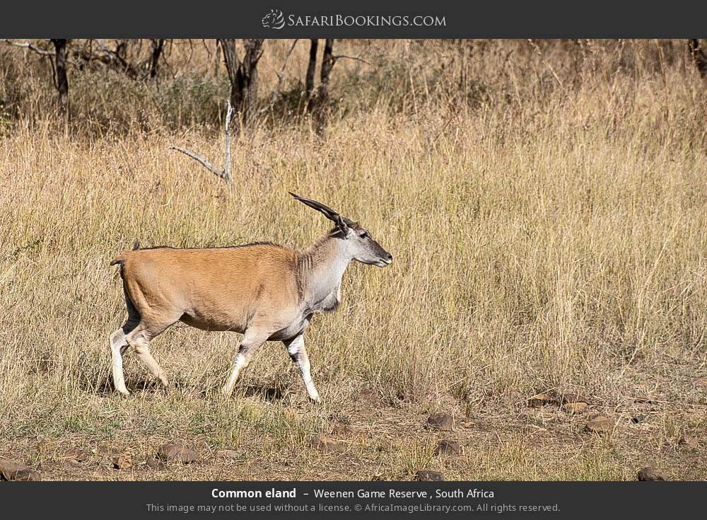 Common eland in Weenen Game Reserve , South Africa