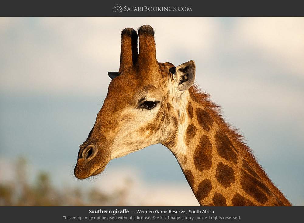 Southern giraffe in Weenen Game Reserve , South Africa
