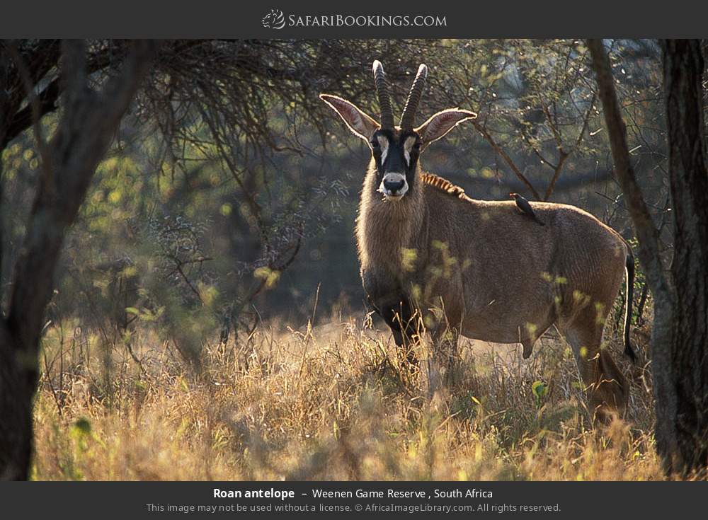 Roan antelope in Weenen Game Reserve , South Africa