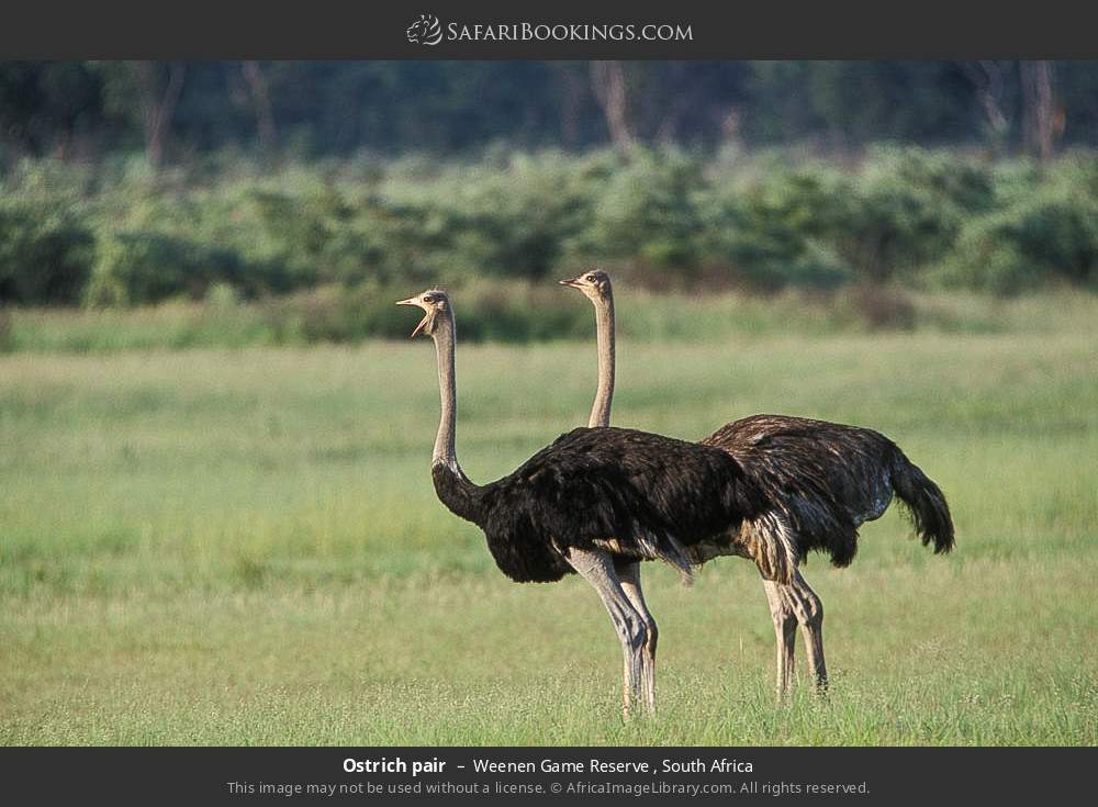Ostrich pair in Weenen Game Reserve , South Africa