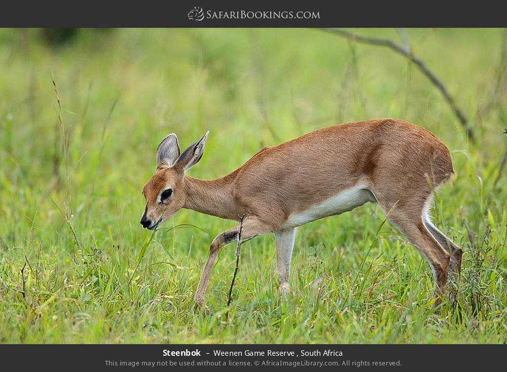 Steenbok in Weenen Game Reserve , South Africa