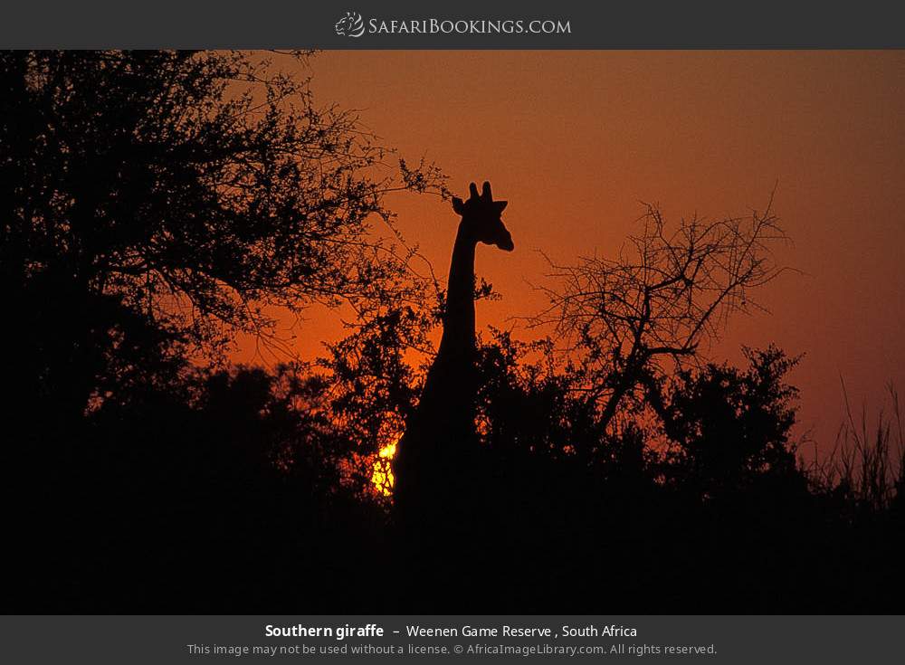 Southern giraffe in Weenen Game Reserve , South Africa