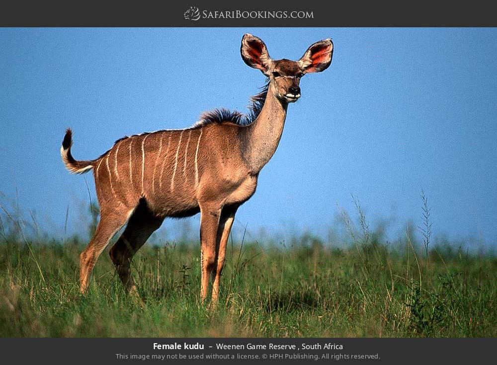 Female kudu in Weenen Game Reserve , South Africa