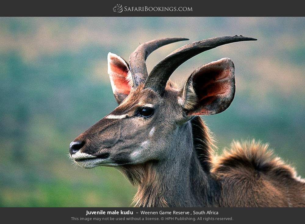 Juvenile male kudu in Weenen Game Reserve , South Africa