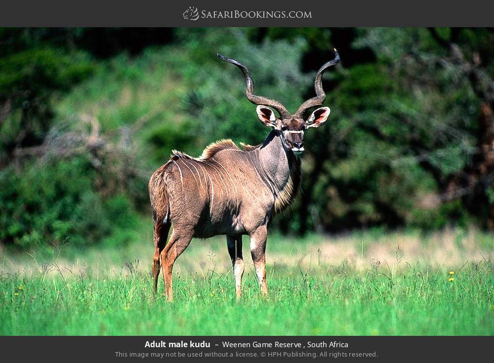 Adult male kudu in Weenen Game Reserve , South Africa