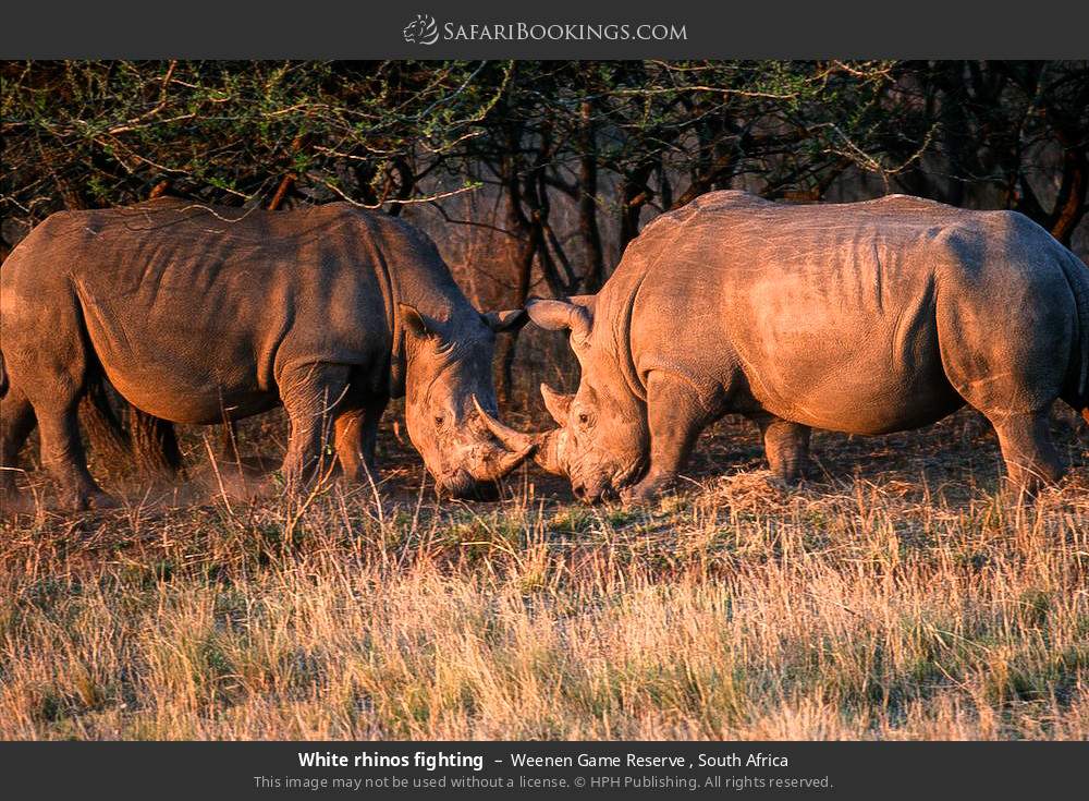 White rhinos fighting in Weenen Game Reserve , South Africa