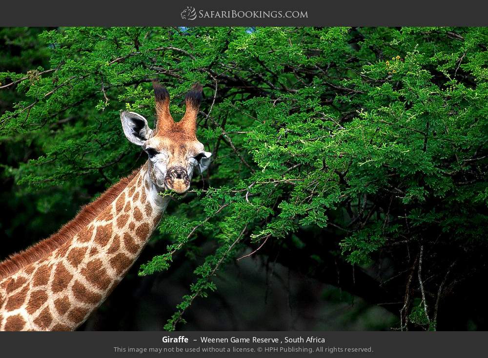 Giraffe in Weenen Game Reserve , South Africa