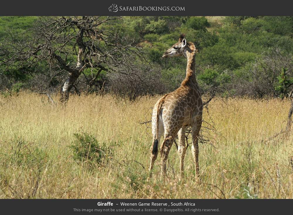 Giraffe in Weenen Game Reserve , South Africa