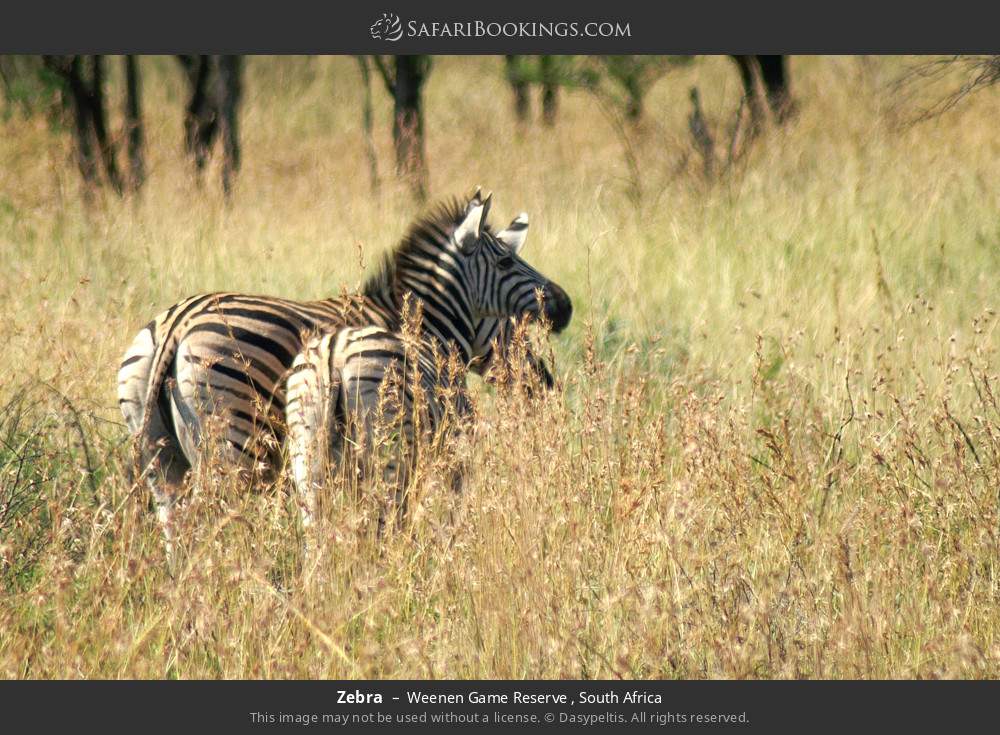 Zebra in Weenen Game Reserve , South Africa