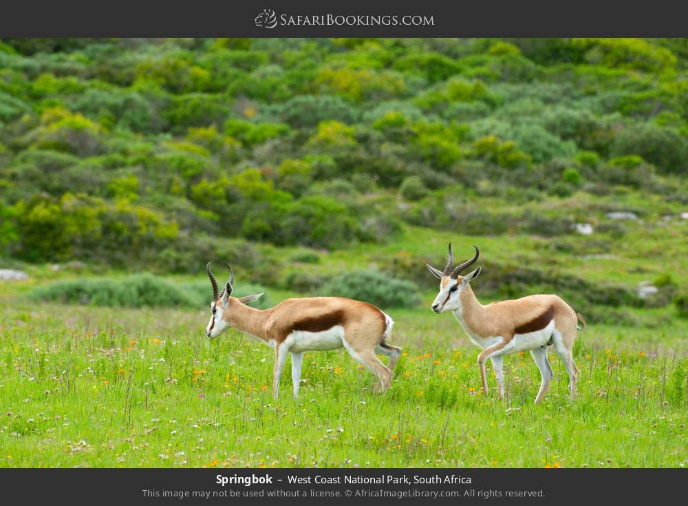 Springbok in West Coast National Park, South Africa