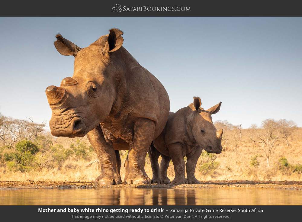 Mother and baby white rhino getting ready to drink in Zimanga Private Game Reserve, South Africa