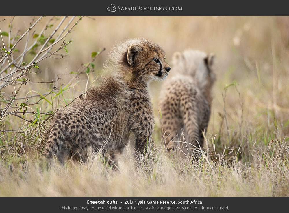 Cheetah cubs in Zulu Nyala Game Reserve, South Africa