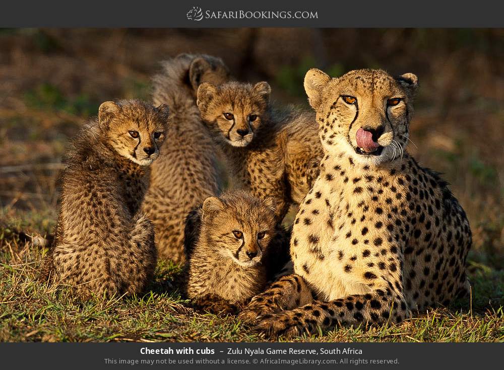 Cheetah with cubs in Zulu Nyala Game Reserve, South Africa
