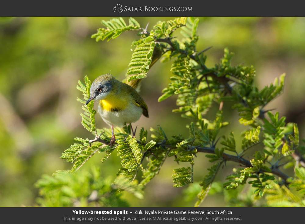 Yellow-breasted apalis in Zulu Nyala Private Game Reserve, South Africa