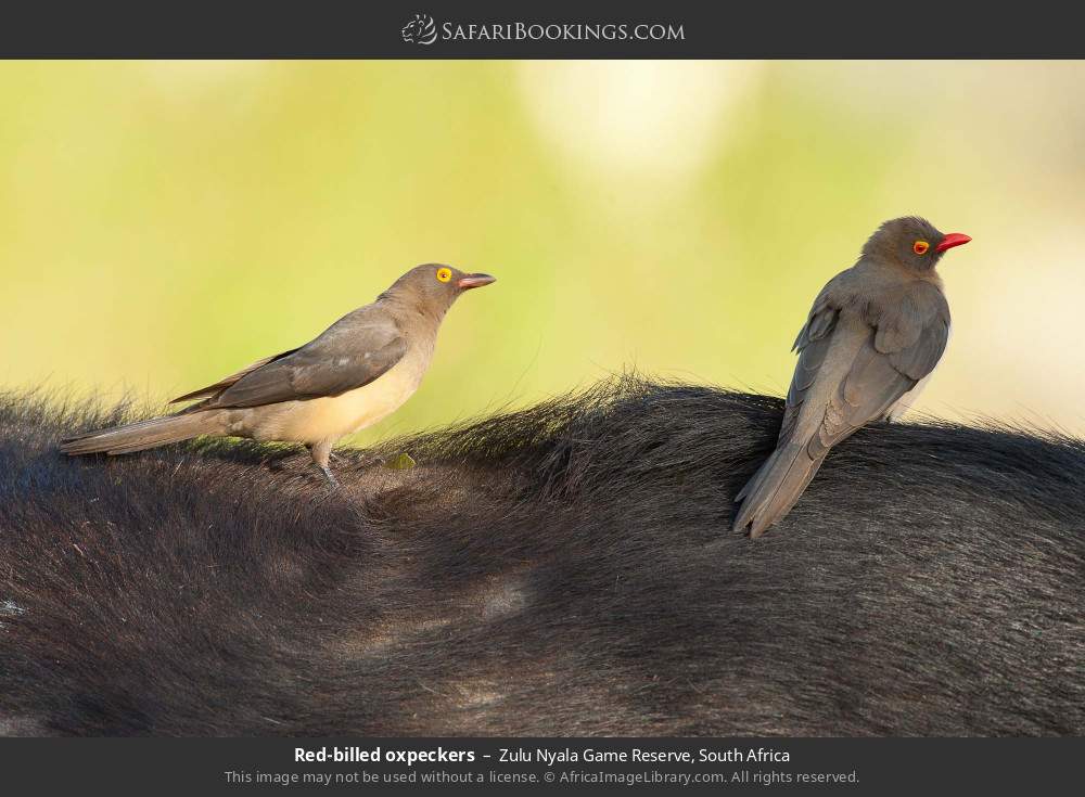 Red-billed oxpeckers in Zulu Nyala Game Reserve, South Africa