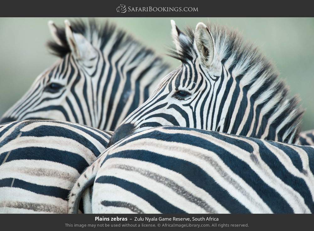 Plains zebras in Zulu Nyala Game Reserve, South Africa