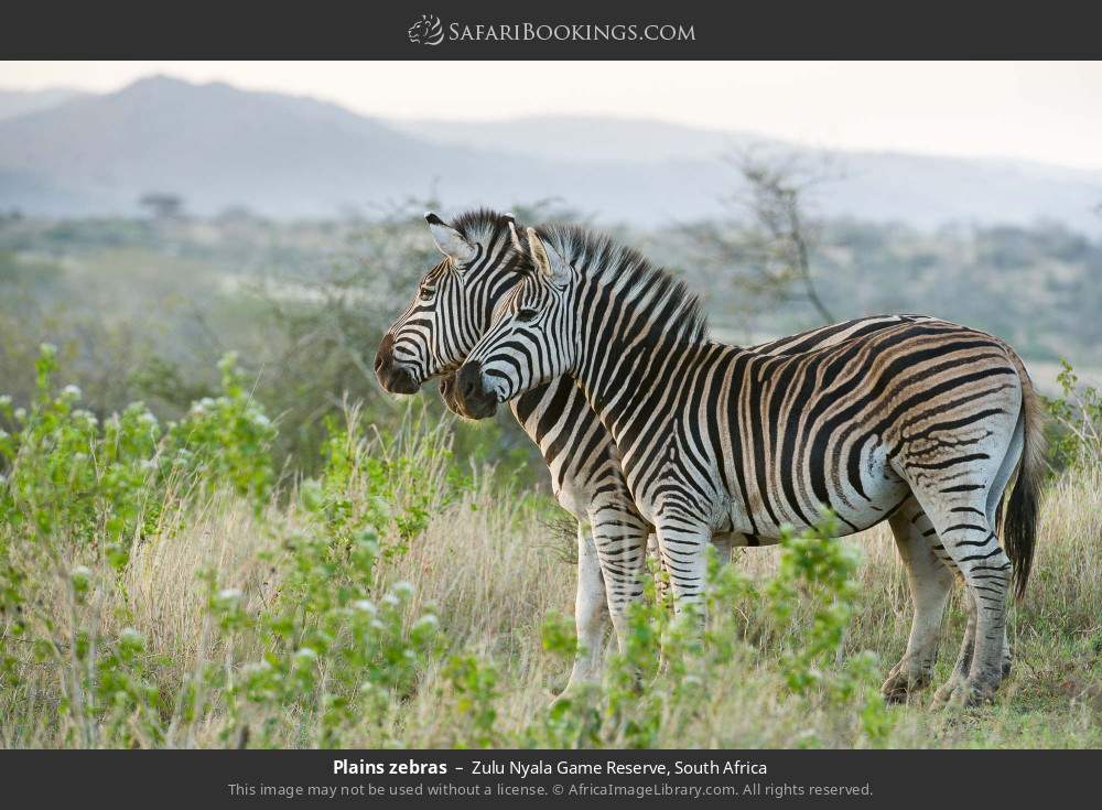 Plains zebras in Zulu Nyala Game Reserve, South Africa