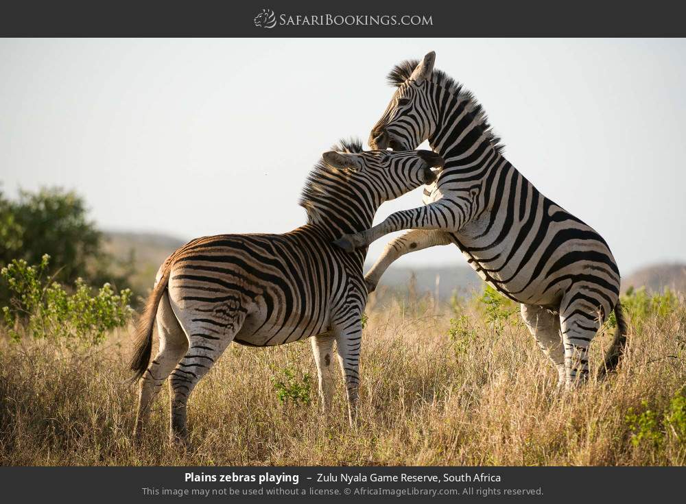 Plains zebras playing  in Zulu Nyala Game Reserve, South Africa