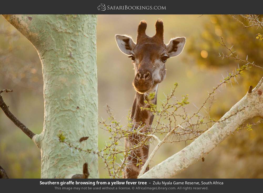 Southern giraffe browsing from a yellow fever tree in Zulu Nyala Game Reserve, South Africa