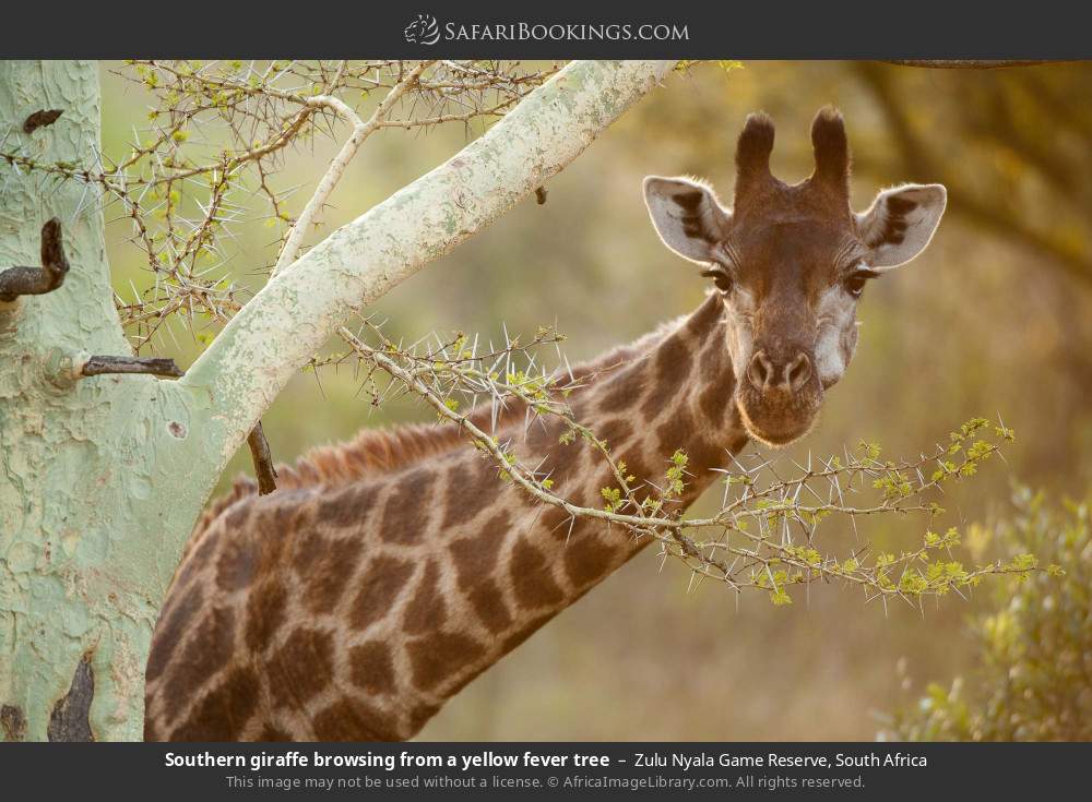 Southern giraffe browsing from a yellow fever tree in Zulu Nyala Game Reserve, South Africa