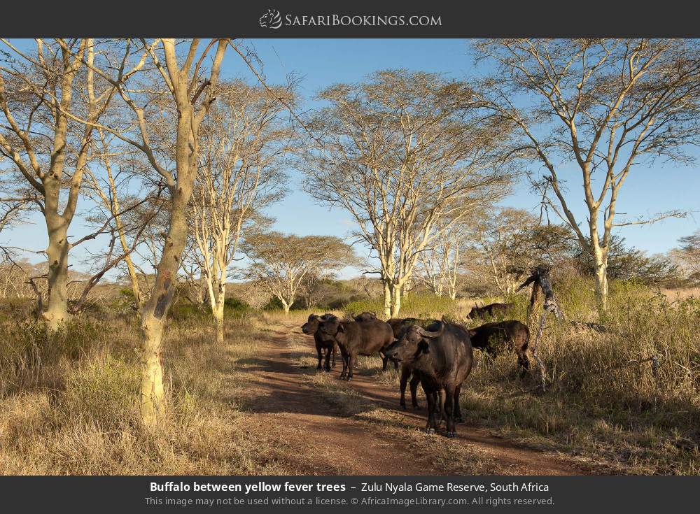 Buffalo between yellow fever trees in Zulu Nyala Game Reserve, South Africa