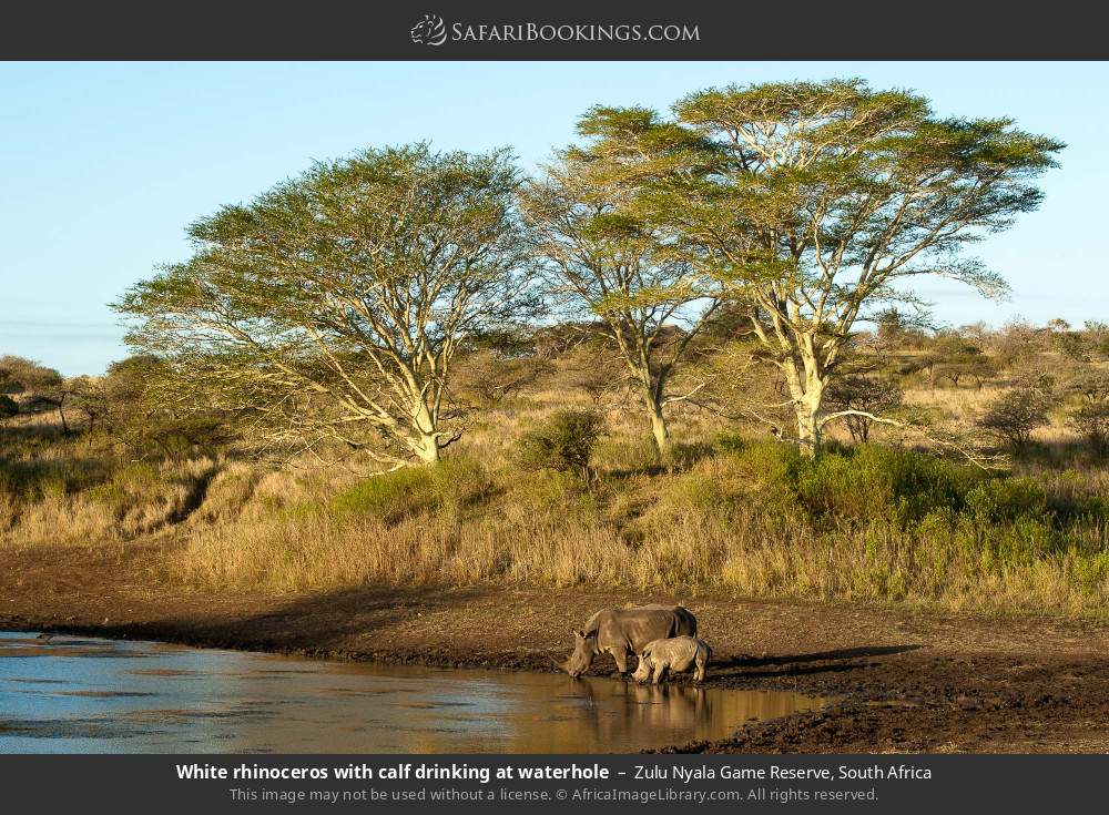 White rhinoceros with calf drinking at waterhole in Zulu Nyala Game Reserve, South Africa