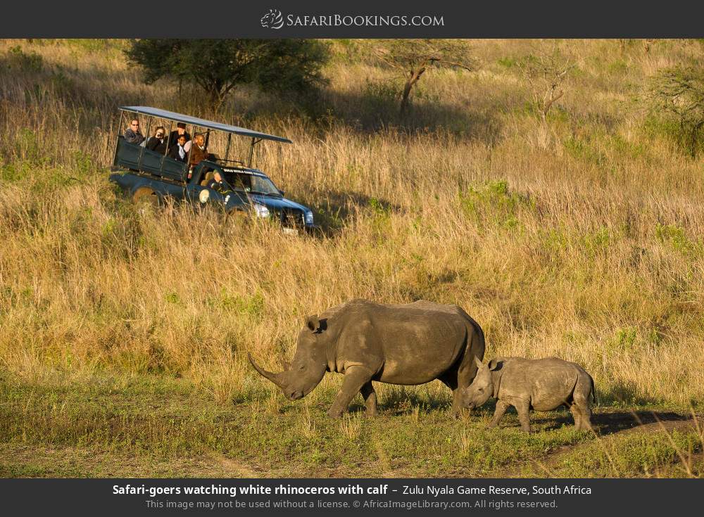 Safari-goers watching white rhinoceros with calf in Zulu Nyala Game Reserve, South Africa