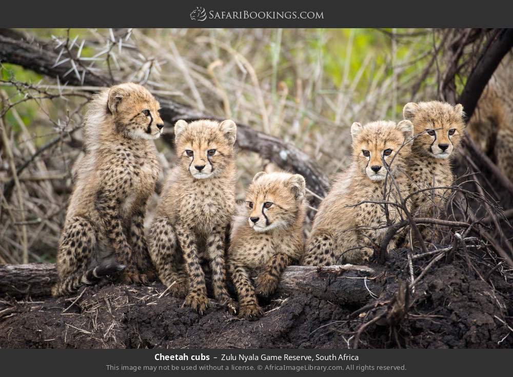 Cheetah cubs in Zulu Nyala Game Reserve, South Africa