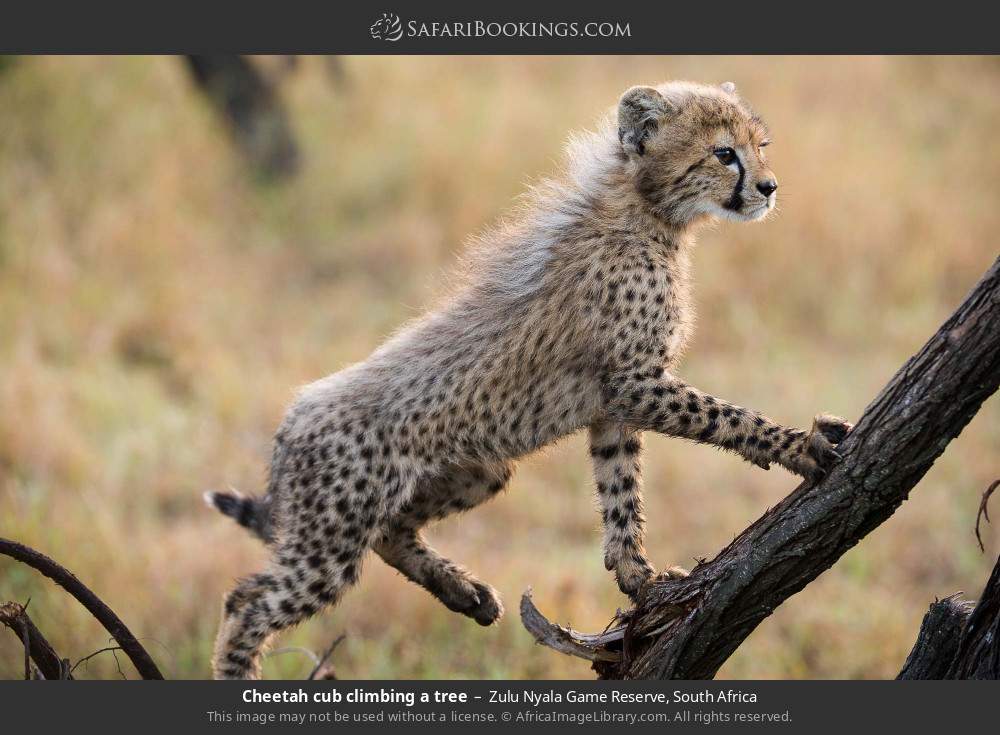 Cheetah cub climbing a tree in Zulu Nyala Game Reserve, South Africa