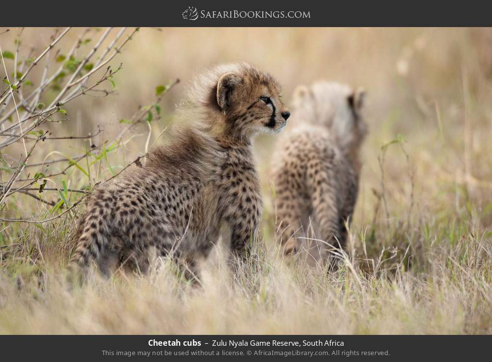 Cheetah cubs in Zulu Nyala Game Reserve, South Africa