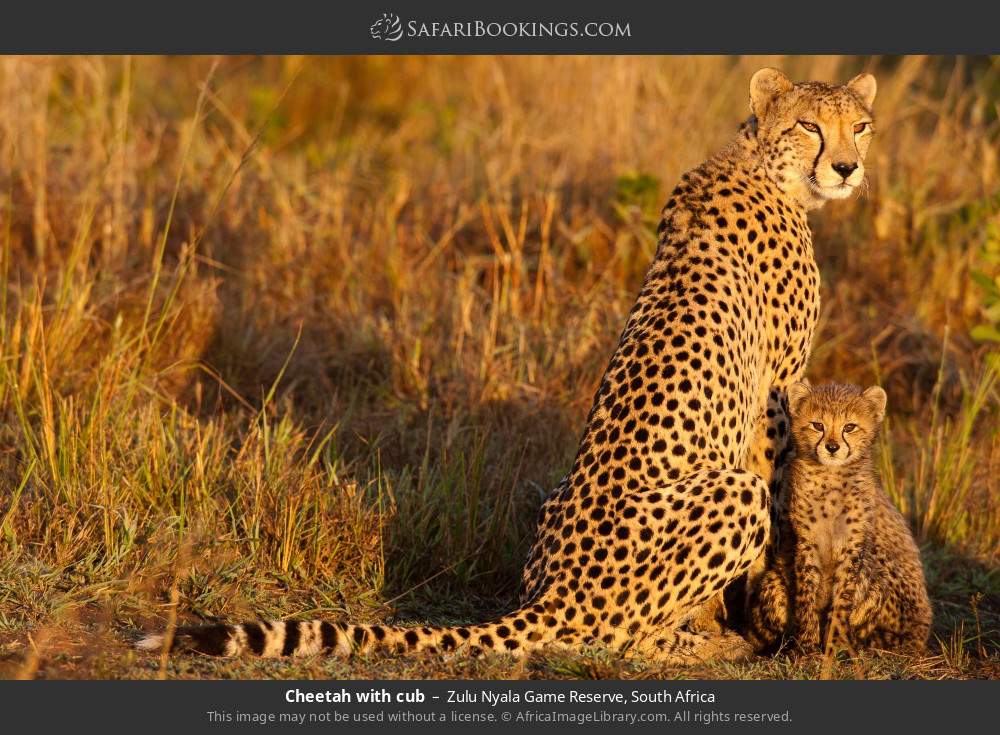 Cheetah with cub in Zulu Nyala Game Reserve, South Africa