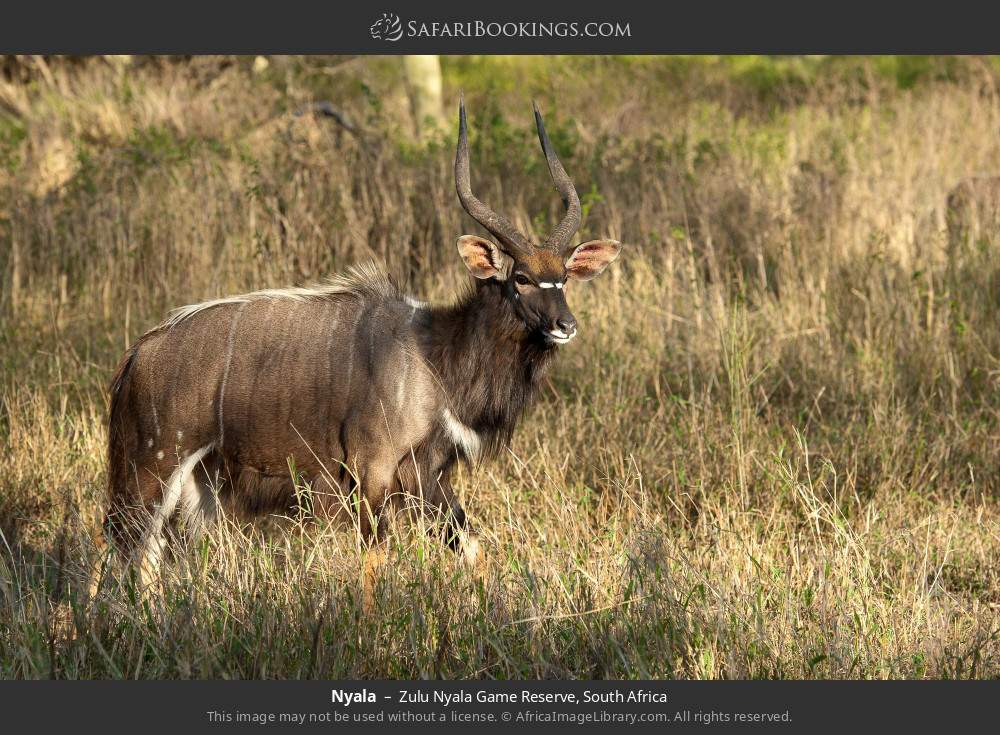 Nyala in Zulu Nyala Game Reserve, South Africa