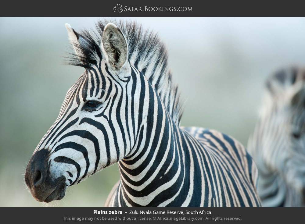 Plains zebra in Zulu Nyala Game Reserve, South Africa