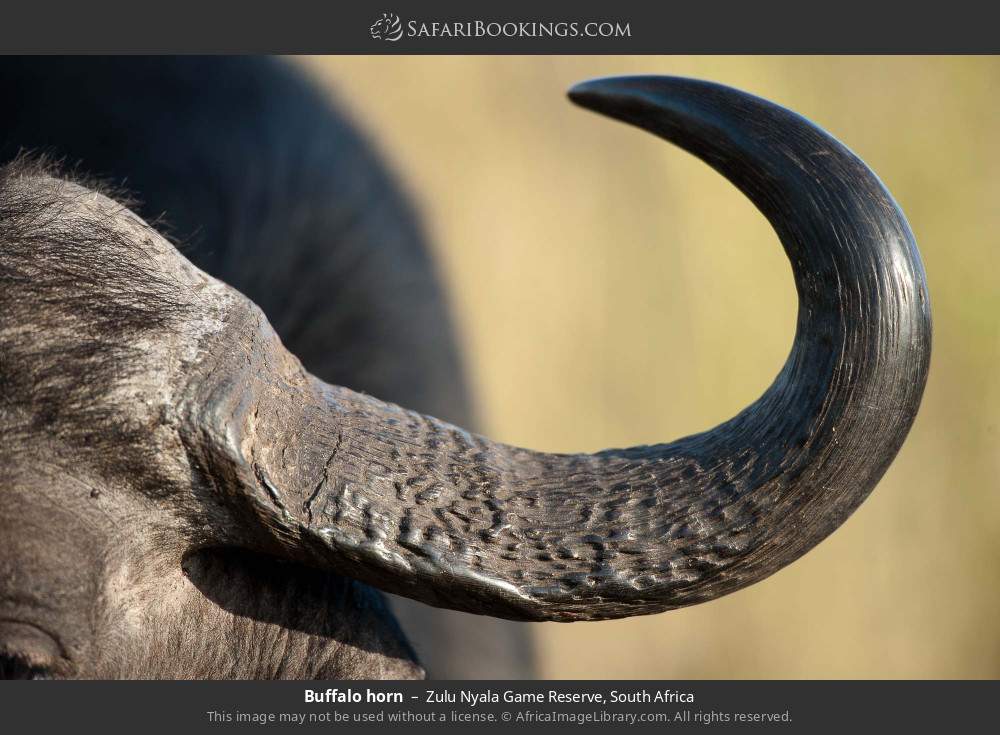 Buffalo horn in Zulu Nyala Game Reserve, South Africa