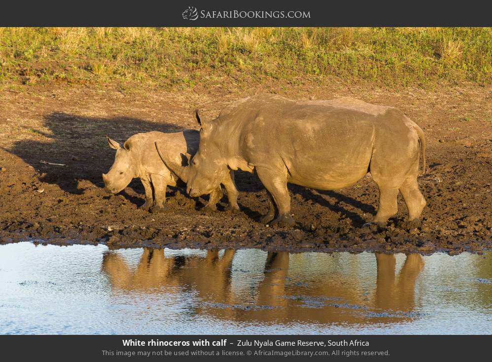White rhinoceros with calf in Zulu Nyala Game Reserve, South Africa