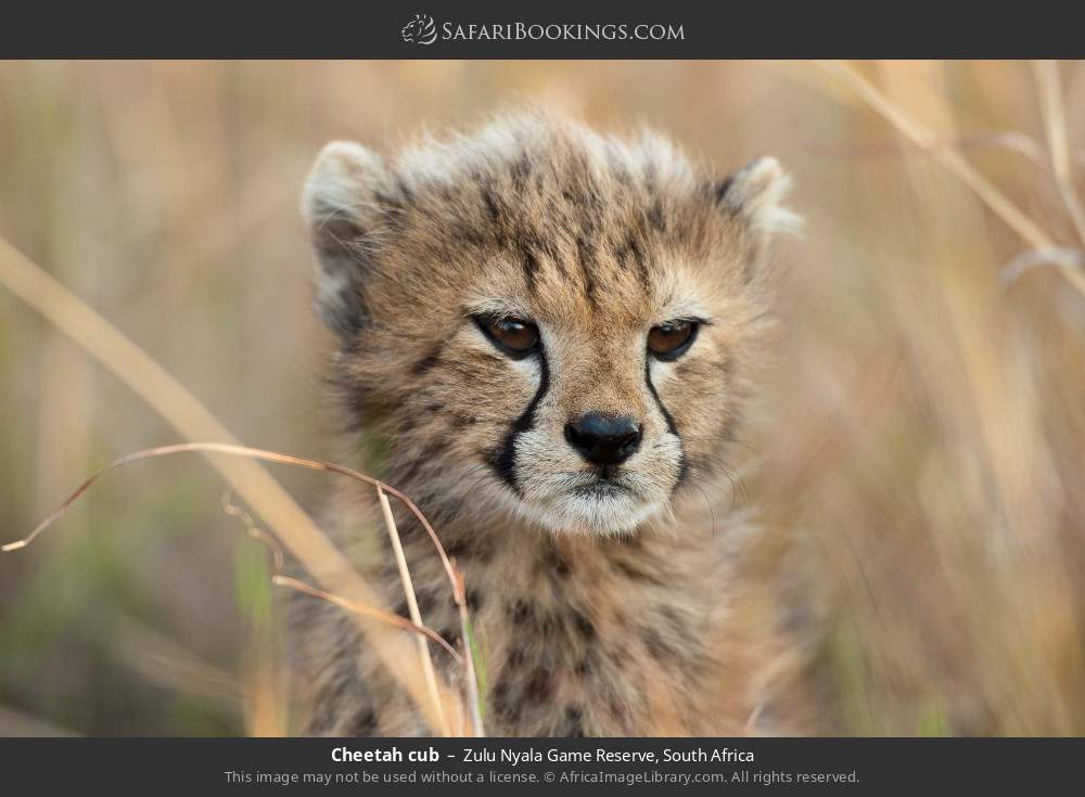 Cheetah cub in Zulu Nyala Game Reserve, South Africa