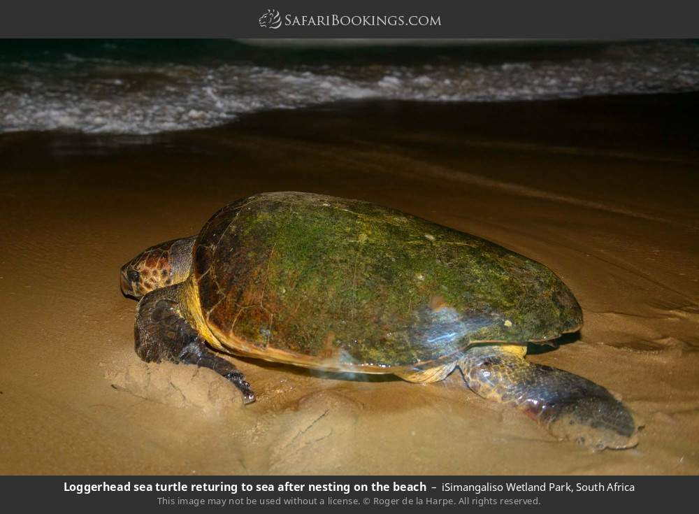 Loggerhead sea turtle returing to sea after nesting on the beach in iSimangaliso Wetland Park, South Africa