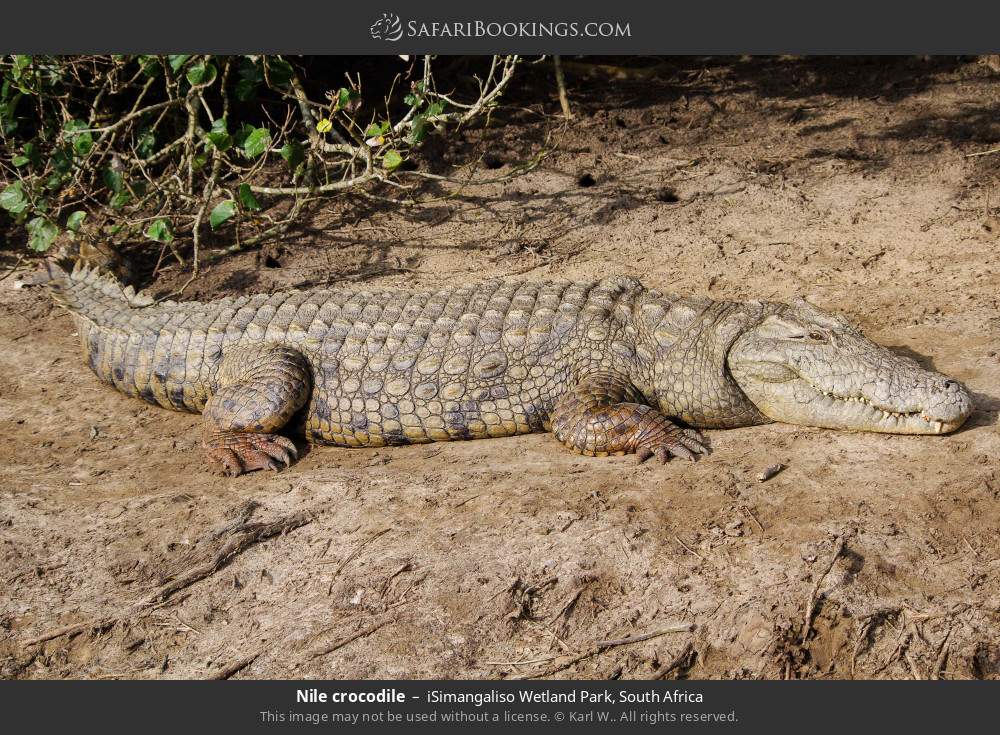 Nile crocodile in iSimangaliso Wetland Park, South Africa