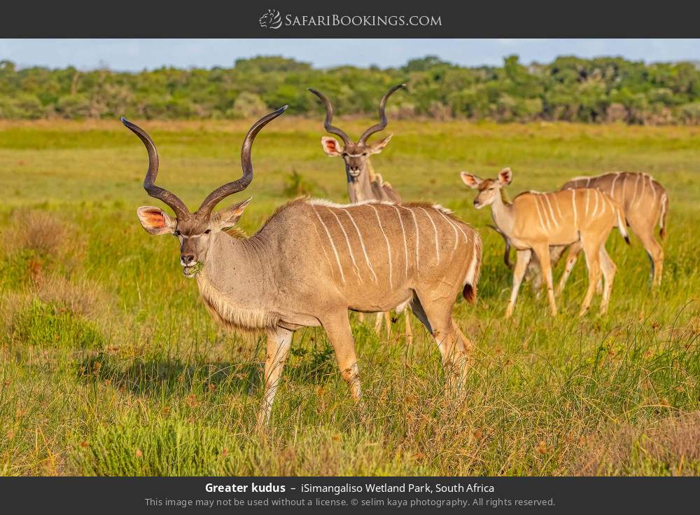 Greater kudus in iSimangaliso Wetland Park, South Africa