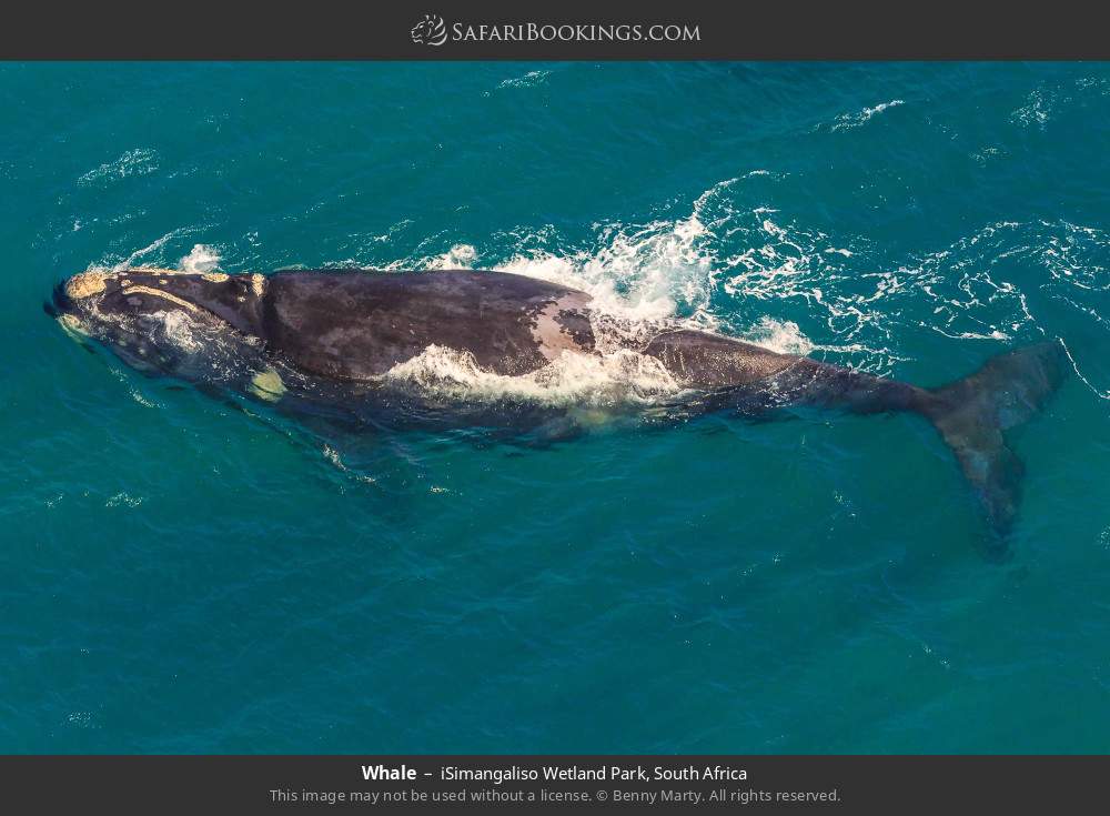 Whale in iSimangaliso Wetland Park, South Africa
