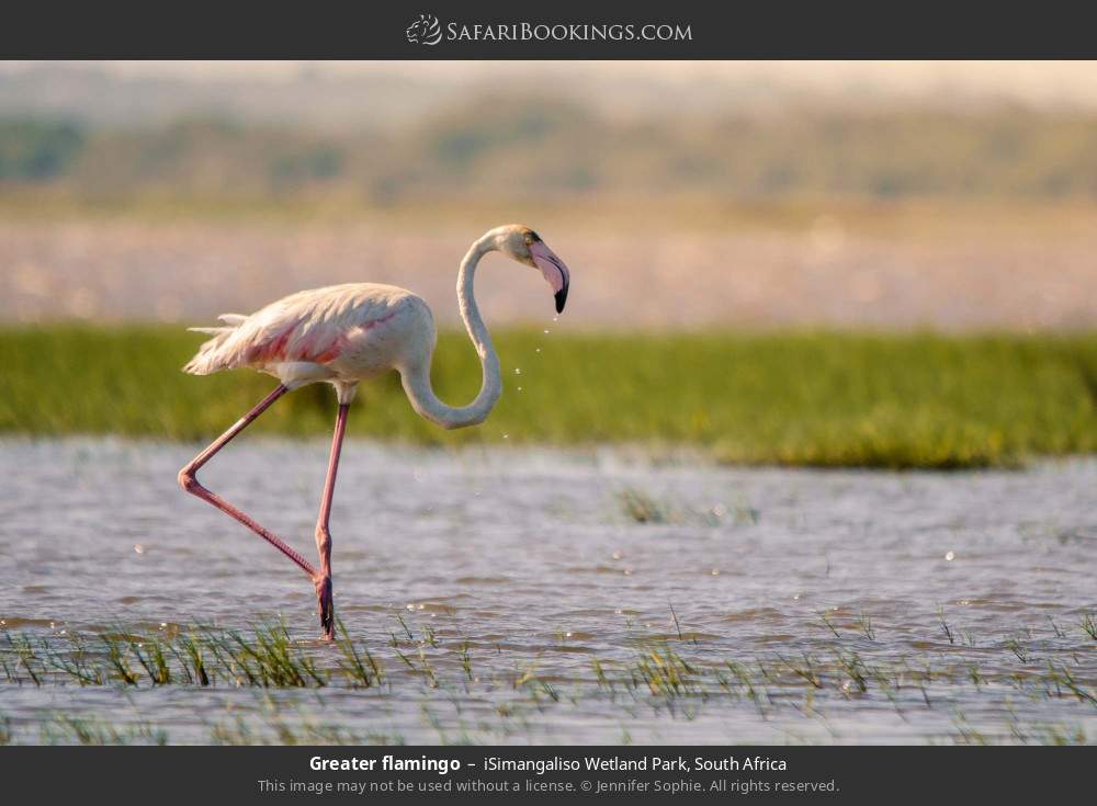 Greater flamingo in iSimangaliso Wetland Park, South Africa