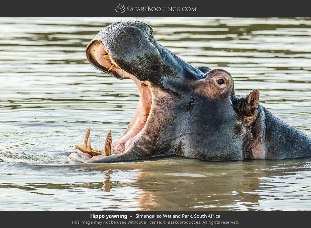 Hippo yawning in iSimangaliso Wetland Park, South Africa